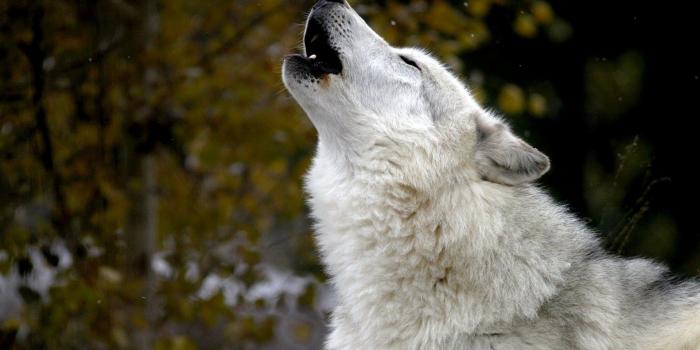 1920x1080 Free Wolf Howling, Download Free Clip Art, Free Clip Art on