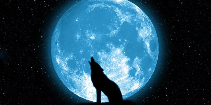 2560x1440 wolf howling on the moon Wallpapers HD / Desktop and Mobile