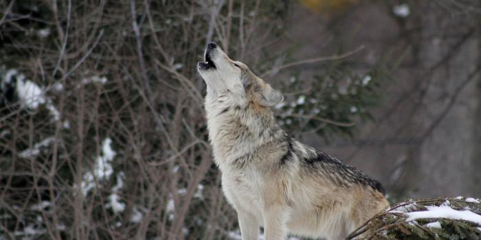 3840x2160 3840x2160 wolf, howling, snow 4K Wallpaper, HD Animals 4K