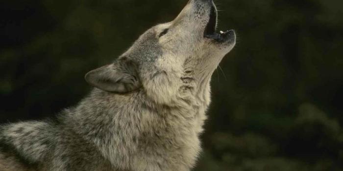 2560x1600 Howling wolf wallpaper | 2560x1600 | #13435