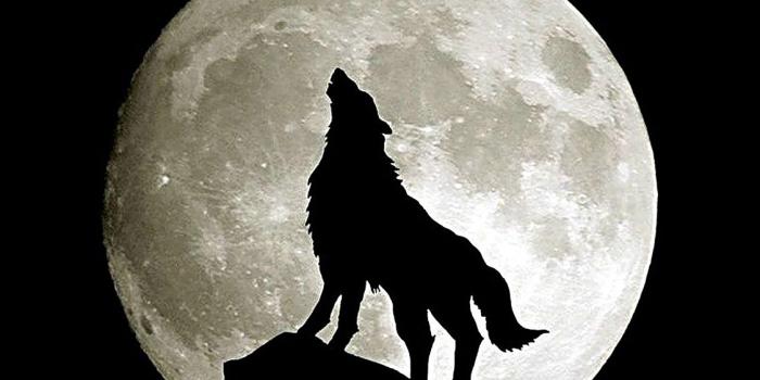 1125x2436 ma32-wolf-howl-animal-dark-minimal-nature - Papers.co