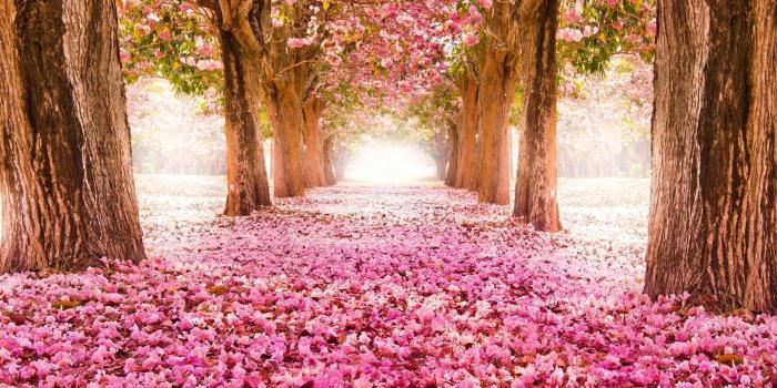 1920x1200 Spring flowers wallpapers HD | Wallpapers, Backgrounds, Images