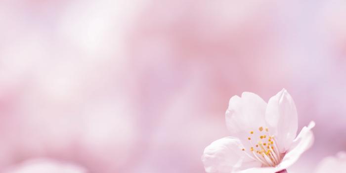 2560x1600 Free download Beautiful Pink Spring Flowers Wallpaper Desktop