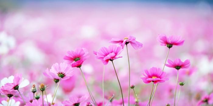 1600x900 Free download Spring Pink Flower Wallpaper High Definition High