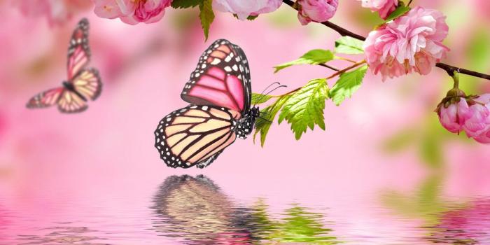 1332x850 Wallpaper water, butterfly, reflection, pink, spring, flowering