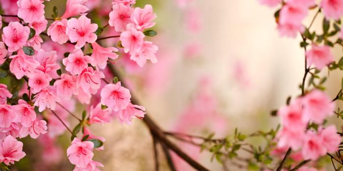 5616x3744 Songs of Spring | Spring flowers wallpaper, Spring flowers images