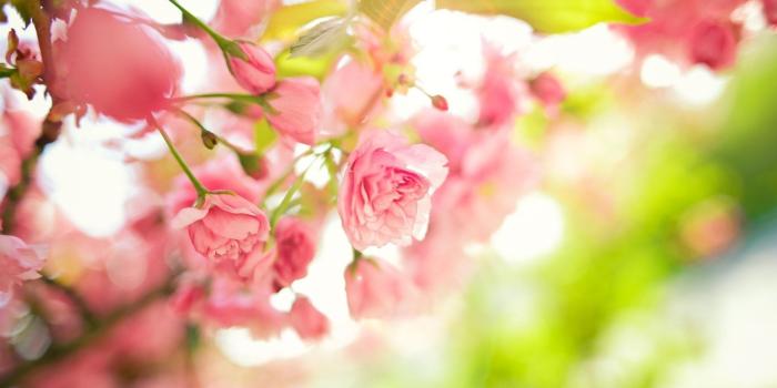 1920x1200 Pretty Spring Flowers Wallpaper (68+ images)