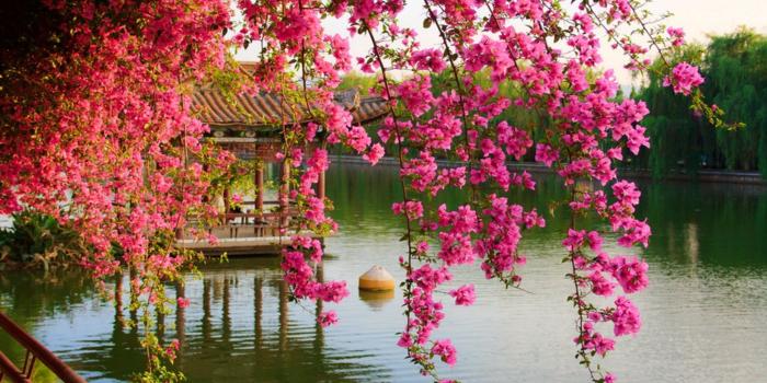 2560x1600 Pink Spring Flowers In The Park Chinese Kunming China Hd Wallpaper