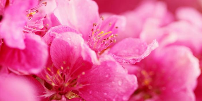 2560x1600 Pink Spring Flowers Ultra HD Desktop Background Wallpaper for 4K