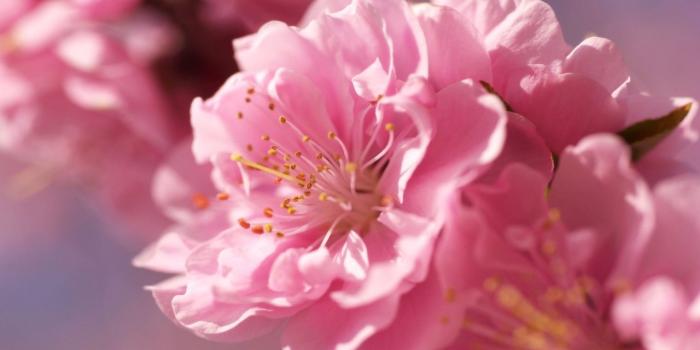 1280x720 sakura, 4k, HD wallpaper, pink, spring, flower (horizontal) | Most