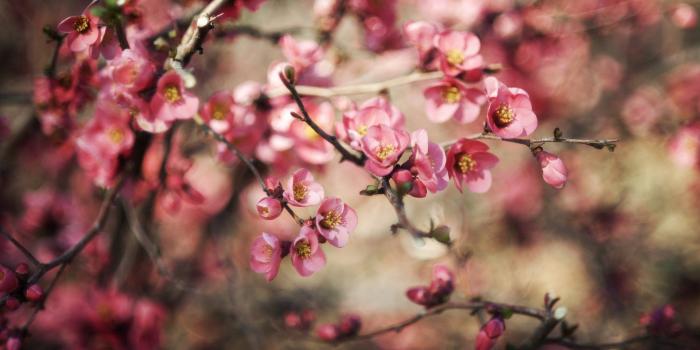 1920x1200 Branches Flowers Pink Spring Nature wallpaper | 1920x1200 | #22655