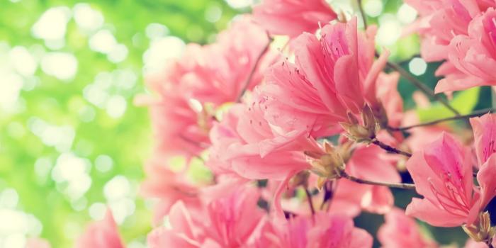 1920x1080 pink, spring, flowers :: Wallpapers