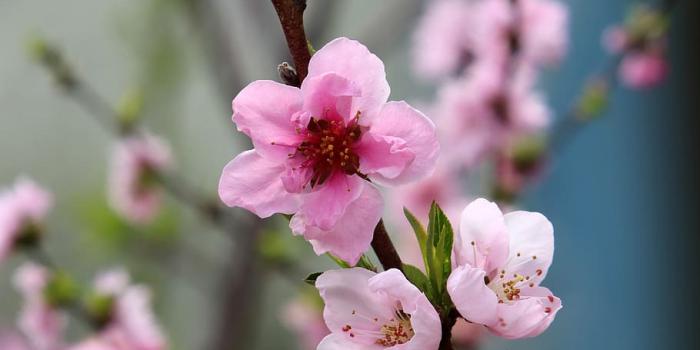 910x1365 HD wallpaper: spring, spring flowers, peach blossom, copy flower