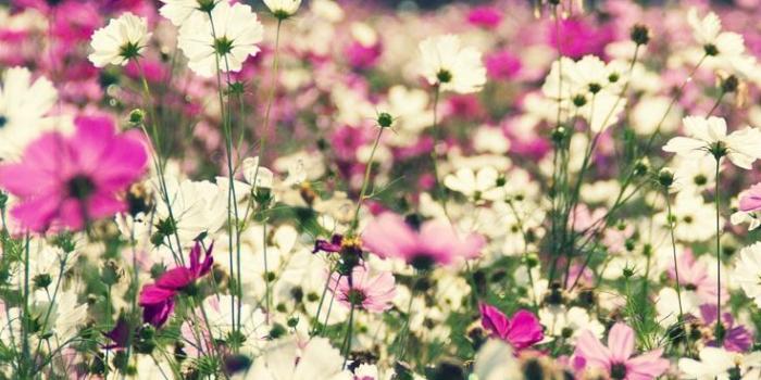 736x1308 Spring Flower iPhone Wallpapers - Top Free Spring Flower iPhone