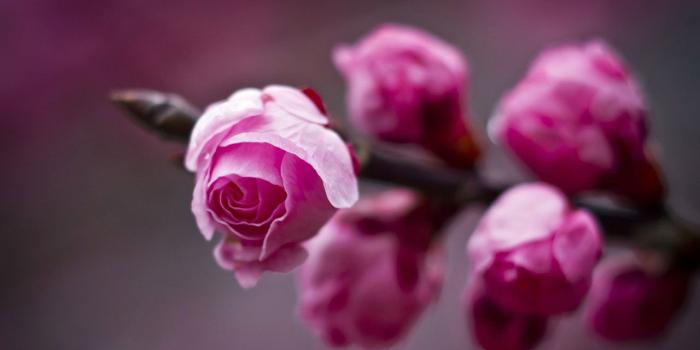 1280x800 Spring Flowers Wallpapers High Resolution Free Download > SubWallpaper