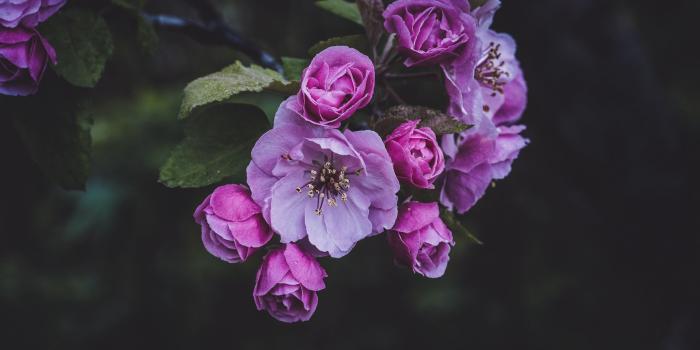 2560x1440 Download wallpaper 2560x1440 flowers, pink, spring, bloom