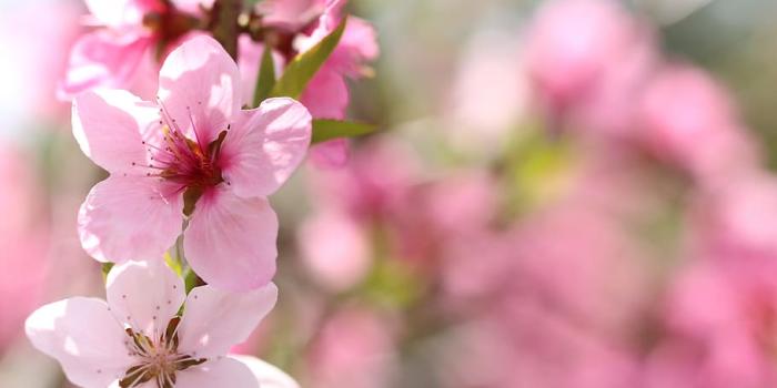 910x1365 HD wallpaper: Peach Blossom, Spring Flowers, pink flower, pink