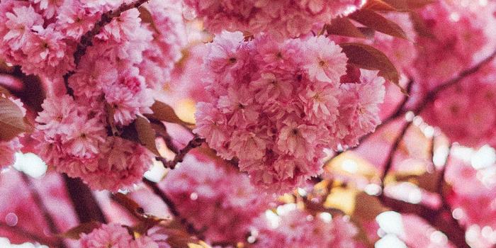 1125x2436 ni92-spring-flower-pink-blossom-bokeh-nature-flare