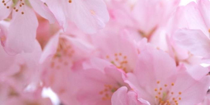 1200x2130 Pink Flower iPhone Wallpapers - Top Free Pink Flower iPhone