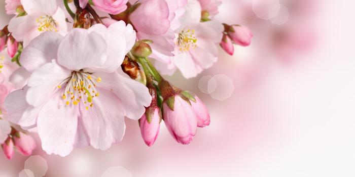 3840x2400 Spring Flowers Wallpaper Phone | Spring flowers wallpaper, Spring