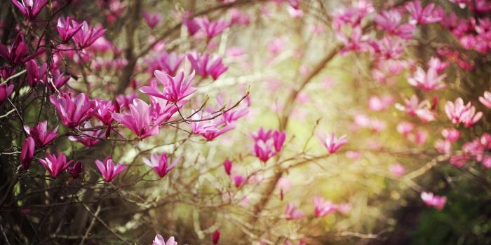 1680x1050 Dark Pink Spring Flower Wallpapers - 1680x1050 - 521725