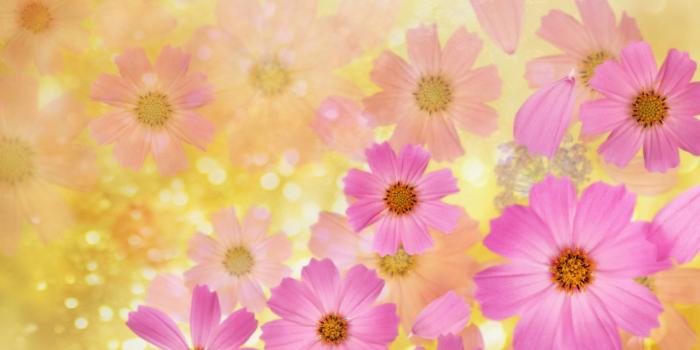 1920x1200 Spring Flowers Background (52+ images)