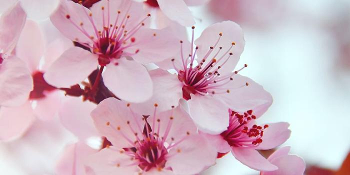 910x1369 HD wallpaper: spring, spring flowers, pink, pink flowers, fresh