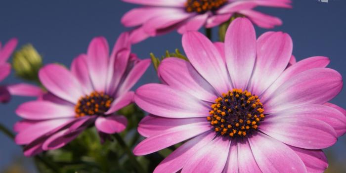 1920x1080 44+] Pink Spring Flower Wallpaper on WallpaperSafari
