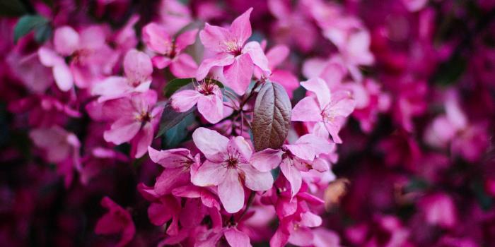 2780x2780 Wallpaper Flowers, Bloom, Pink, Bush, Branch, Spring - Samsung