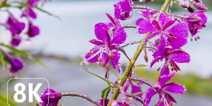 1280x720 Spring Flowers - 8K Beautiful Wallpapers Slideshow for Office