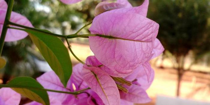 720x1280 Pink Spring Flower wallpaper by henriquepalin - d1 - Free on ZEDGE™