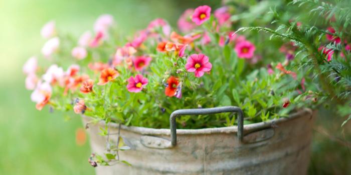 2560x1440 Pink spring flowers HD wallpaper download