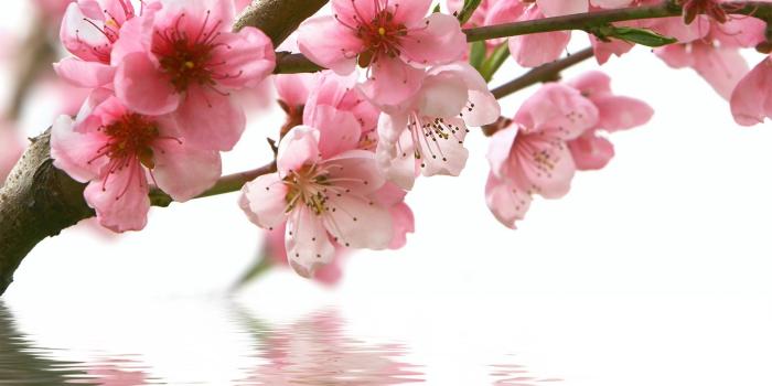 2560x1600 Spring Flowers Background Desktop ·① WallpaperTag