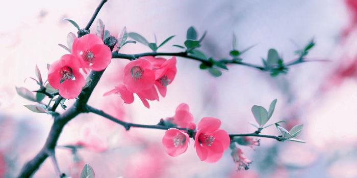 2560x1600 Branch Pink Flowers Spring #6952415