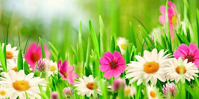 1920x1200 Spring Flowers HD Wallpaper | Background Image | 1920x1200 | ID