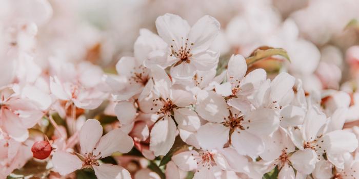 3840x2400 spring flowers wallpaper - Wallpaper Cart