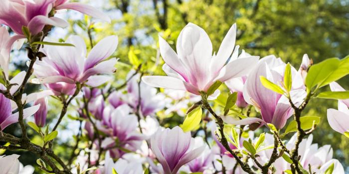 2560x1440 HD Pink Magnolia Flower Wallpaper · #8202 · Wallpapers.io