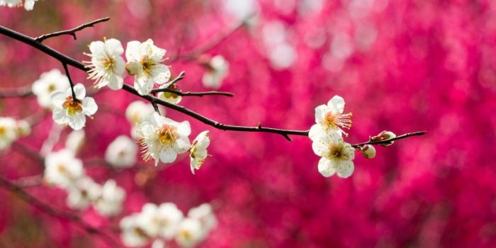 1680x1050 Best 44+ Blooming Spring Flowers Wallpaper Background on