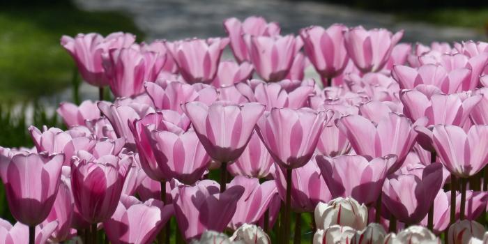 2048x1152 Download 2048x1152 wallpaper tulip, pink, spring, flowers, dual
