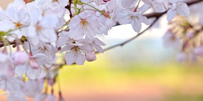 1920x1080 Awesome Free Spring Flowers Photo | Free Spring Flowers Wallpapers