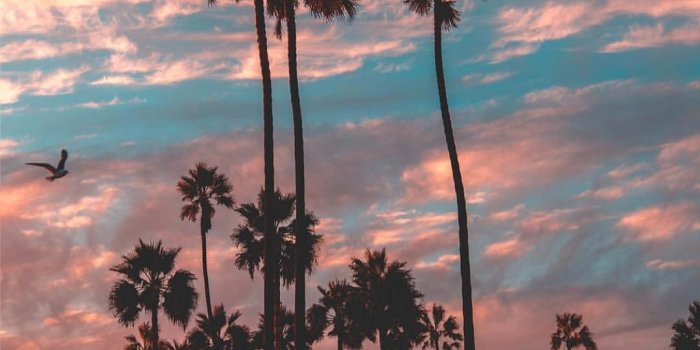 1080x1331 Sunsets in Cali rule… #merryxmas from #venicebeach by @debodoes