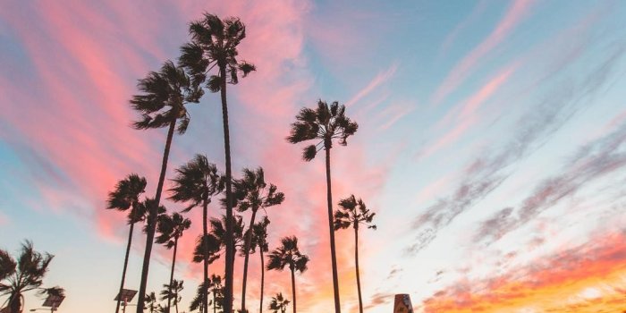 1080x1350 Pink sky and palm trees all over Los Angeles, California