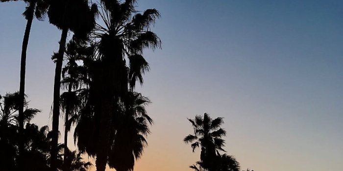 910x1213 HD wallpaper: états-unis, los angeles, venice, palm tree, sunset