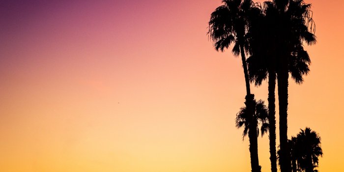 3840x2553 a silhouette of palm trees on venice beach against a vibrant pink