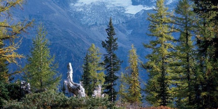 800x1200 Download wallpaper 800x1200 trees, wood, mountains, top, bichhorn