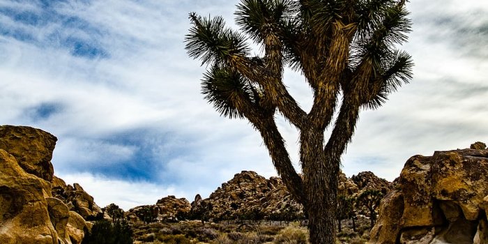 910x1374 HD wallpaper: united states, joshua tree national park, forest