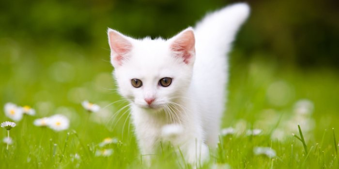 3840x2400 White Kitten Wallpapers - Top Free White Kitten Backgrounds