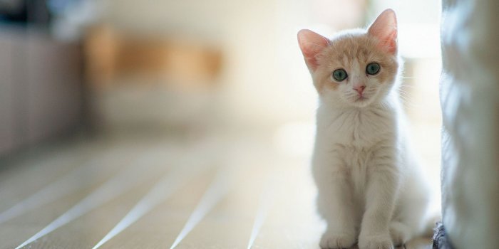 1920x1080 White Kitten Wallpapers - Top Free White Kitten Backgrounds