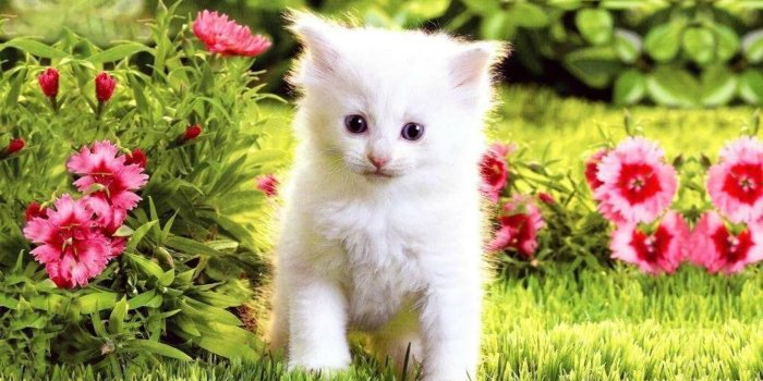 1400x900 White Kitten Wallpapers - Top Free White Kitten Backgrounds