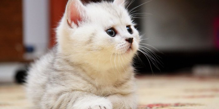 1920x1080 White Kitten Wallpapers - Top Free White Kitten Backgrounds